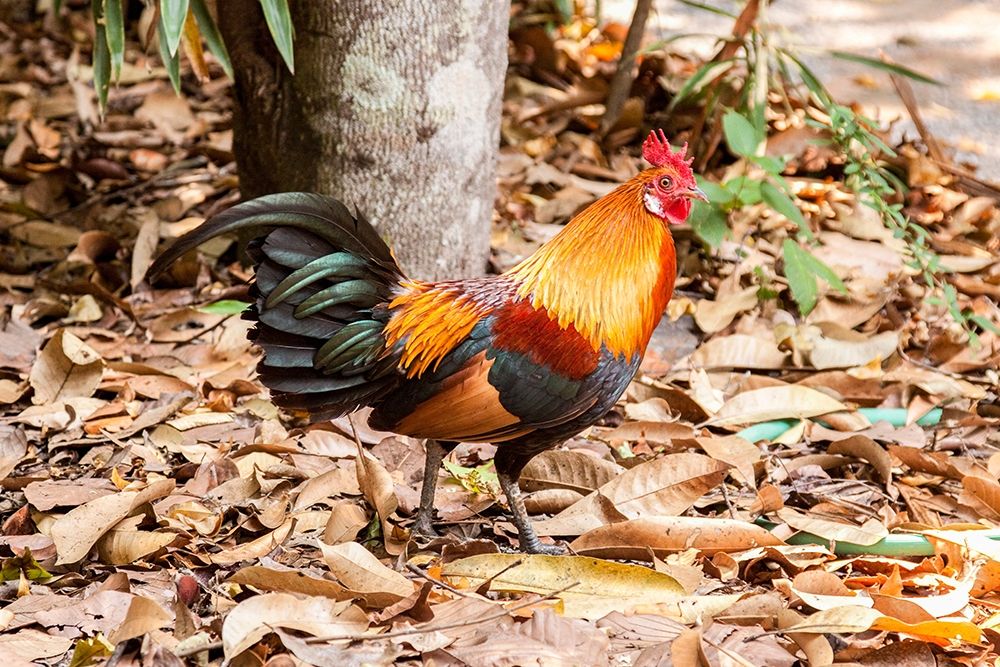 Thailand-Nong Khai Province Rooster art print by Tom Haseltine for $57.95 CAD
